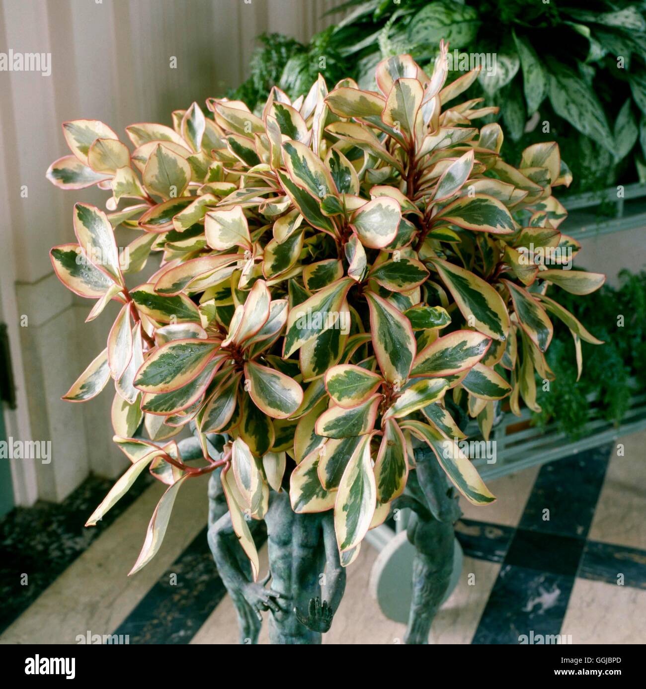 Peperomia clusiifolia - `Variegata'   HPS062666 Stock Photo
